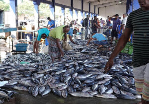 negombo-fish-market